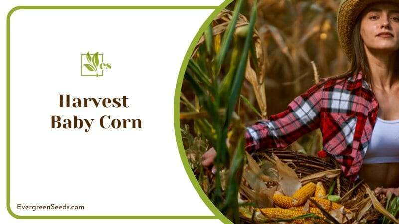 Harvest baby corn