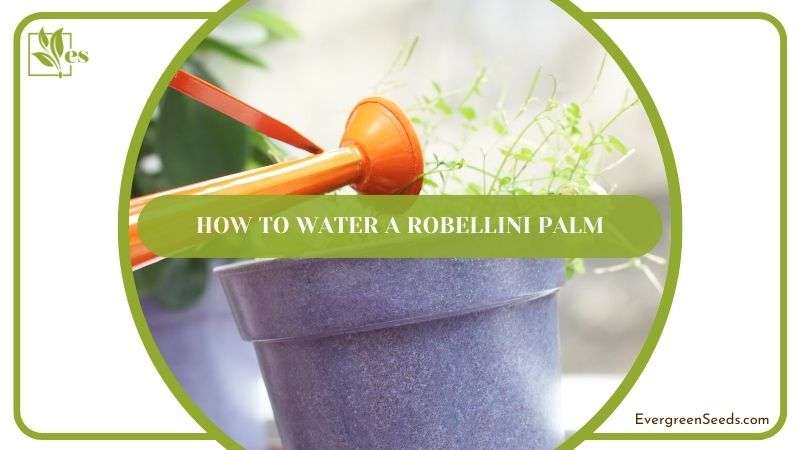 How to Water a Robellini Palm