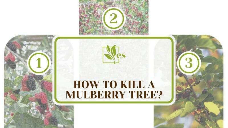 How to kill a mulberry tree