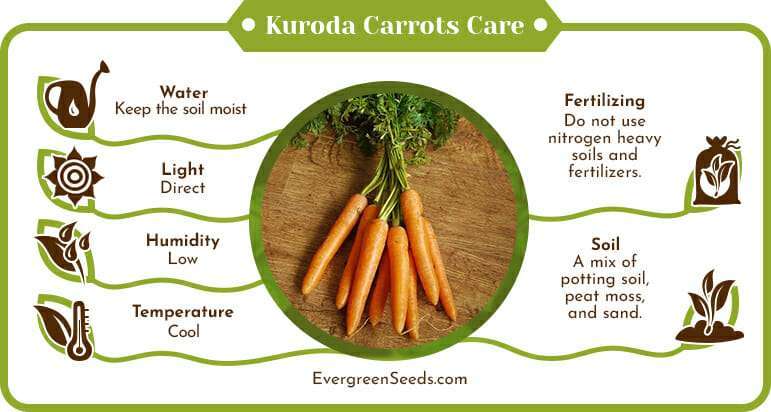Kuroda carrots care infographic