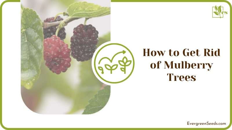 Mulberry tree caring guide