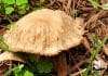 Mushroom in a mulch