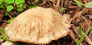 Mushroom in a mulch