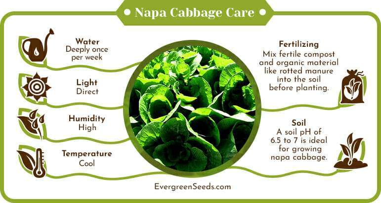 Napa cabbage care infographic