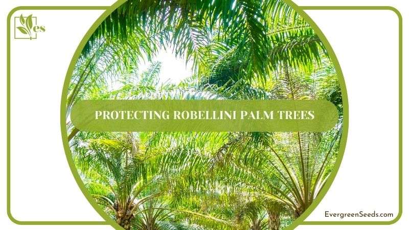 Protecting Robellini Palm Trees