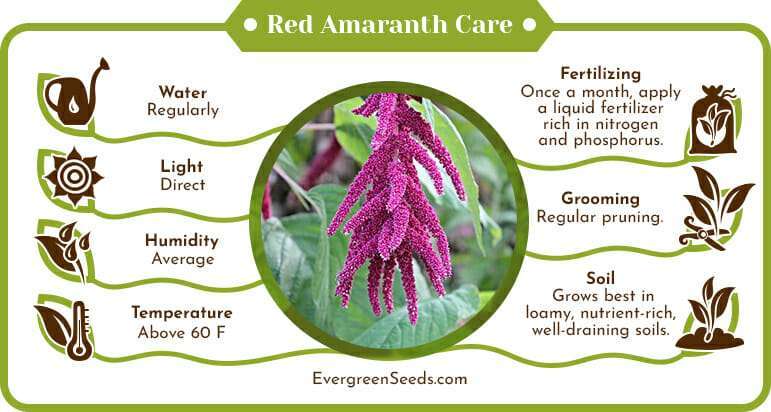 Red amaranth care infographic