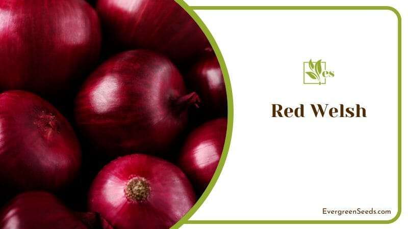 Red welsh bunching onion