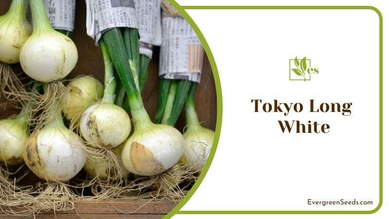 Tokyo long white bunching onions