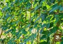 Yardlong Beans Growing At Home