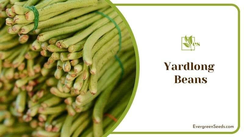 Yardlong asparagus beans
