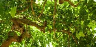 get rid of mulberry tree roots