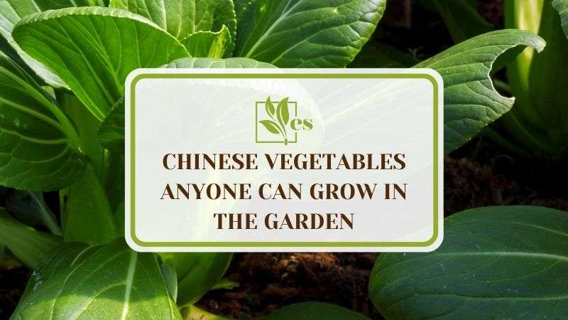 20 Chinese Vegetables Anyone Can Grow in the Garden