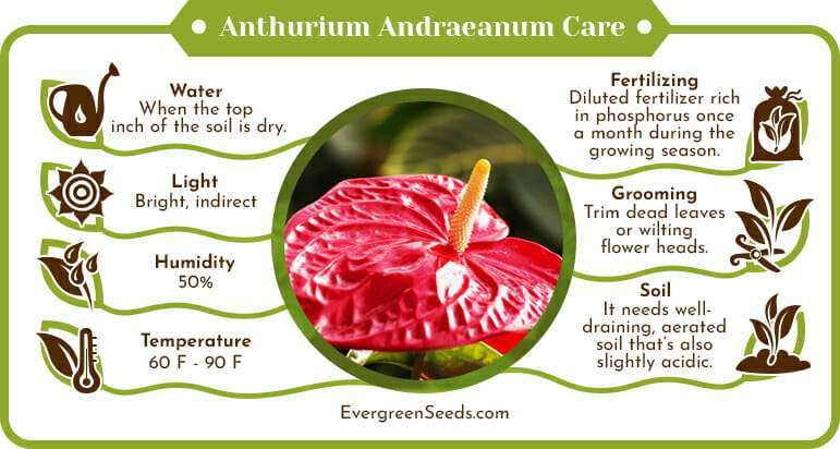 Anthurium andraeanum care infographic
