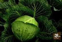 Complete Guide for Growing Taiwanese Cabbage at Home 1