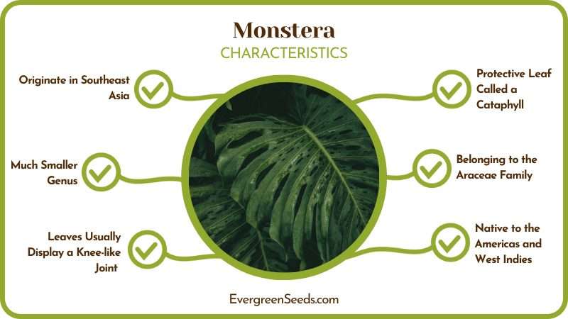 Monstera Plant Close up 1