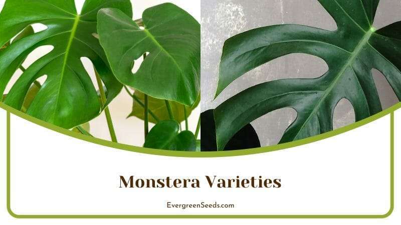 Monstera Varieties That Look Like Philodendron