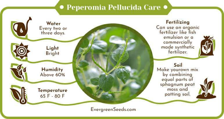 Peperomia pellucida care infographic
