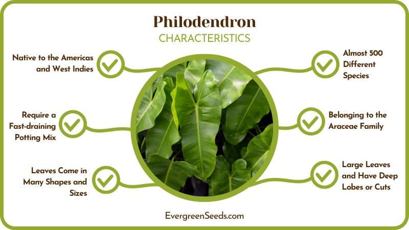 Philodendron Leaves 1