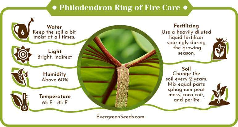 Philodendron ring of fire care infographic