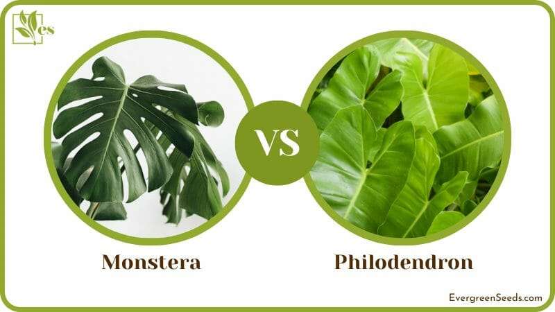 Philodendron vs Monstera Plant 1