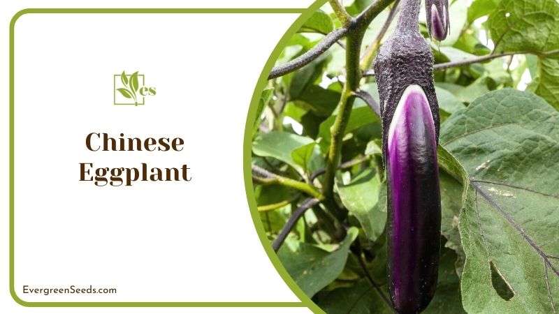 Planting Chinese Eggplant