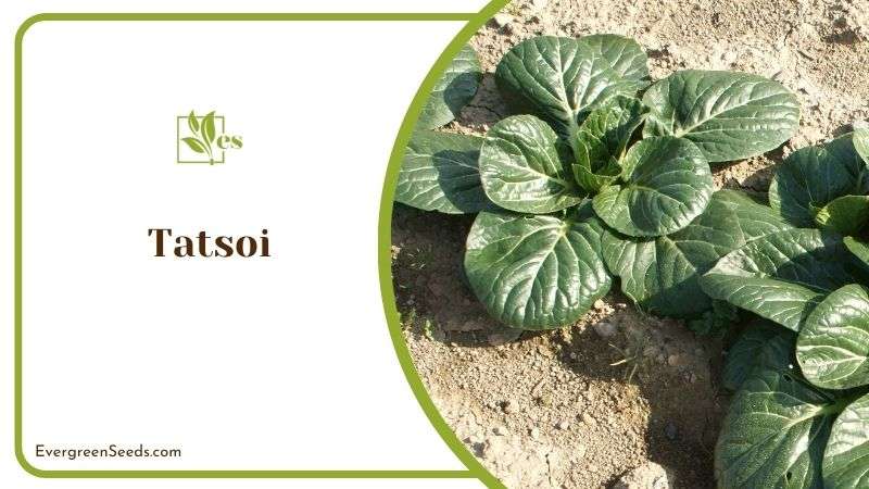 Tatsoi Chinese Flat Cabbage
