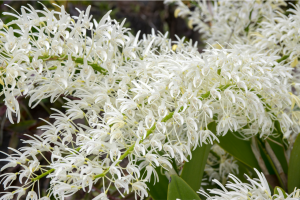 Dendrobium speciosum known as outstanding dendrobium
