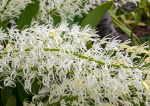 Dendrobium speciosum or cane orchid
