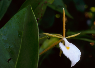 Epidendrum nocturnum or the night fragrant epidendrum