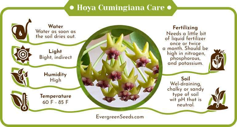 Hoya cumingiana care infographic