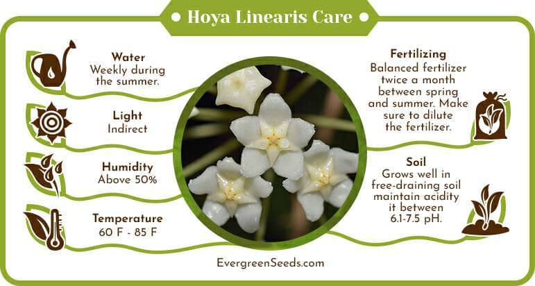 Hoya linearis care infographic
