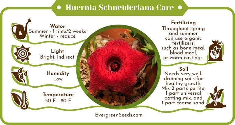 Huernia schneideriana care infographic