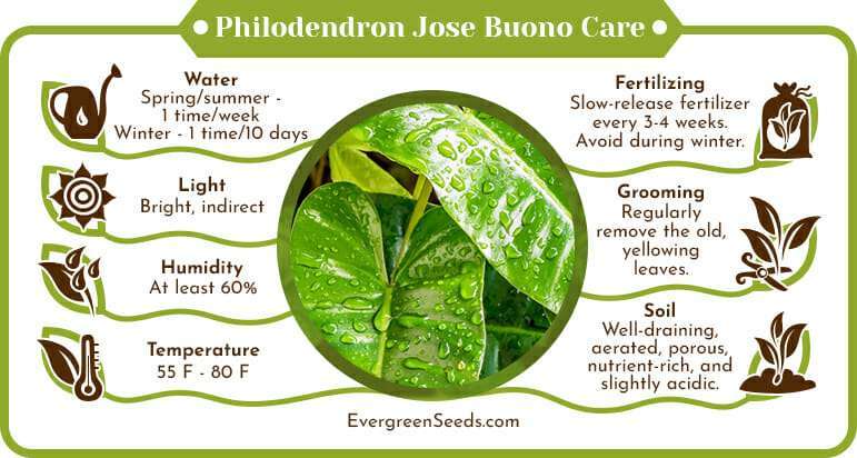 Philodendron jose buono care infographic