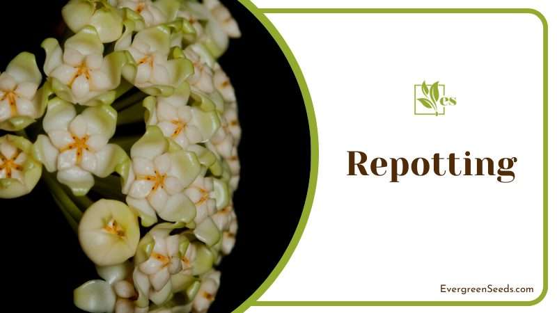 Repotting your hoya plant