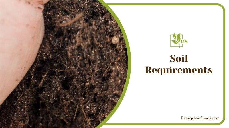 Soil Requirements 