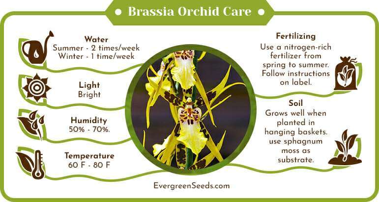 Brassia orchid care infographic