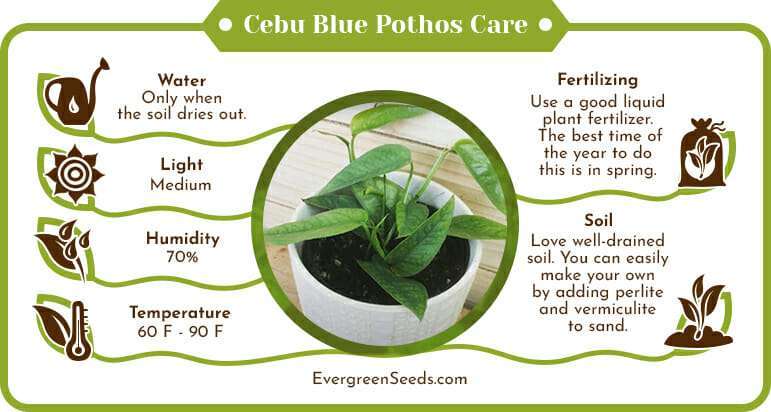 Cebu blue pothos care infographic