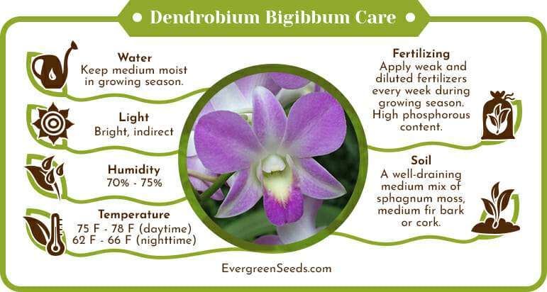 Dendrobium bigibbum care infographic