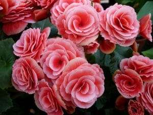 Double begonia pink flowers