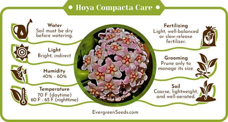 Hoya compacta care infographic