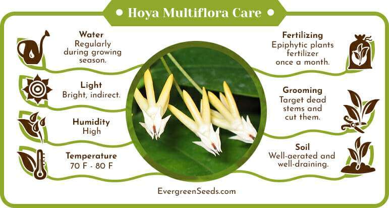 Hoya multiflora care infographic