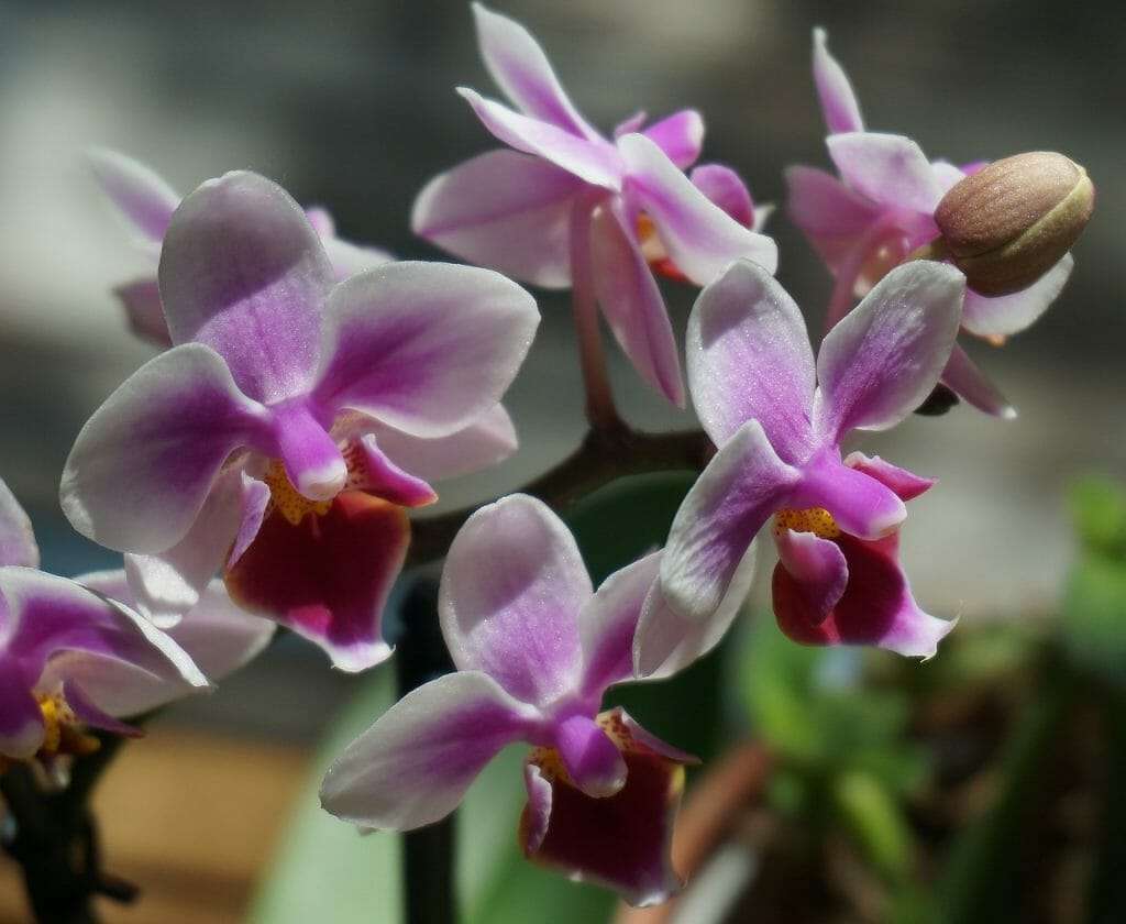 Hybrid phalaenopsis schilleriana orchid