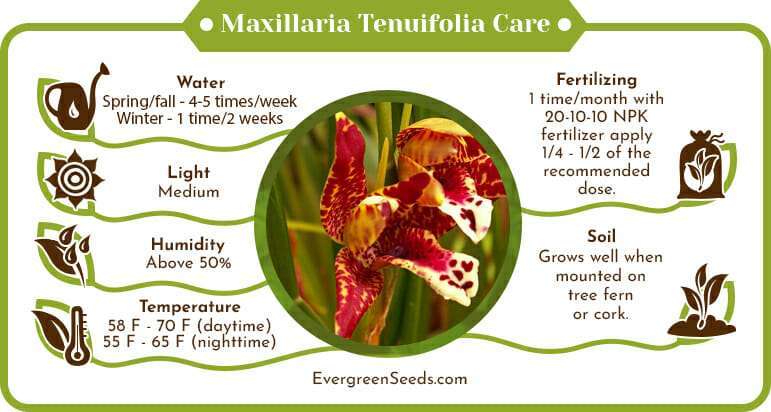 Maxillaria tenuifolia care infographic