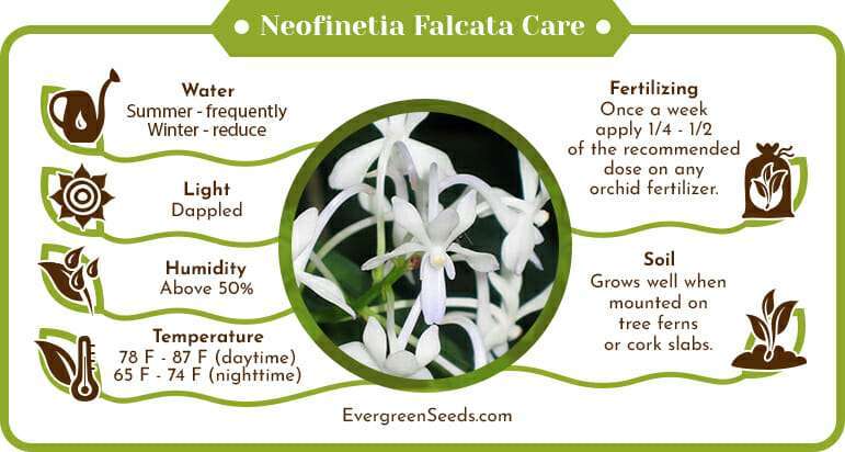 Neofinetia falcata care infographic