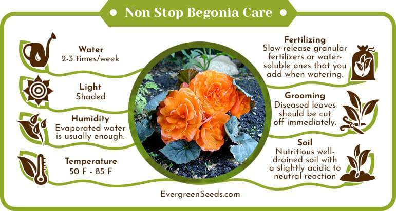 Non stop begonia care infographic