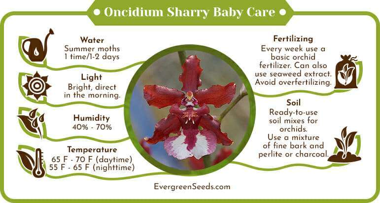 Oncidium sharry baby care infographic