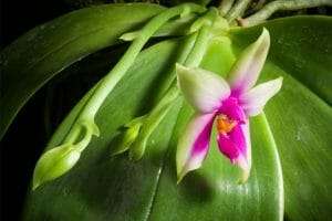 Phalaenopsis bellina care guide