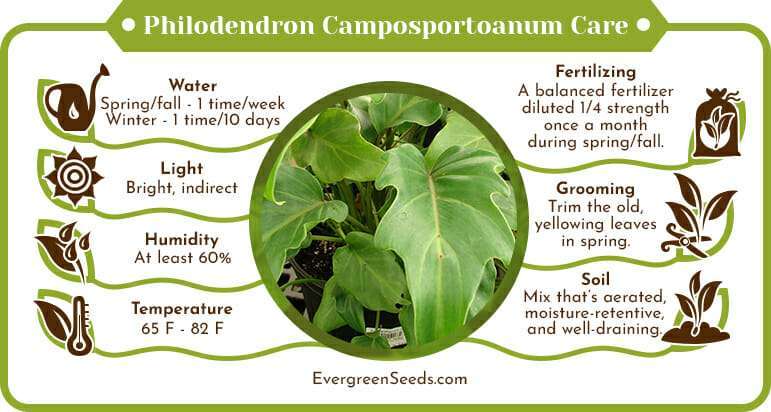 Philodendron camposportoanum care infographic