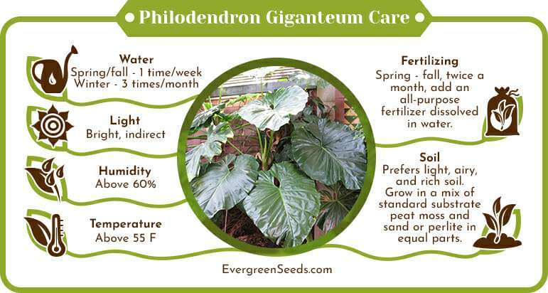 Philodendron giganteum care infographic