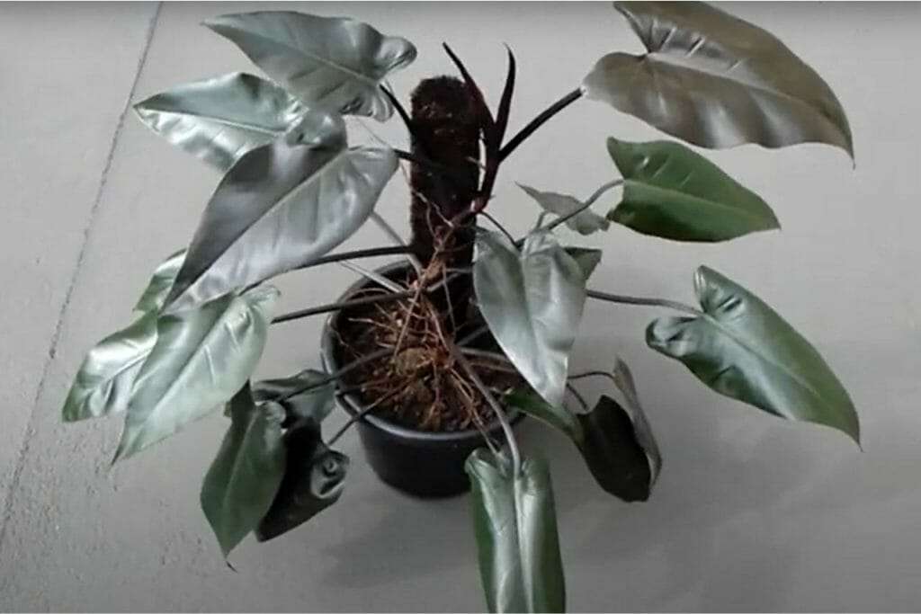 Philodendron majesty in pot with support